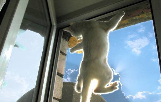 купить сетки антикошка на окна