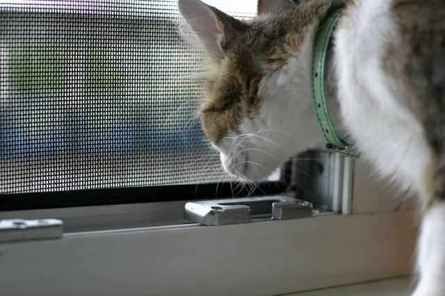 купить сетки антикошка на окна цена